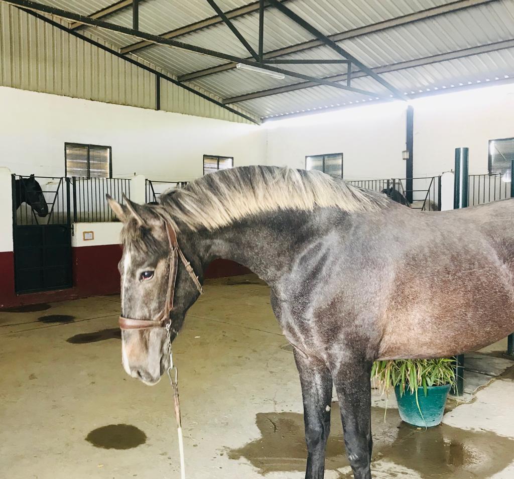 Nuestro equipo cuidando a los caballos en los establos, asegurando su bienestar y comodidad.