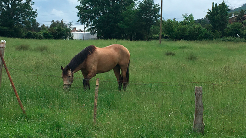 Hermoso caballo entrenado profesionalmente disponible para la venta, ideal para jinetes de cualquier nivel.