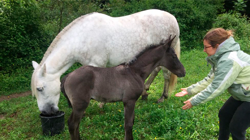 Caballo con excelente pedigree y características sobresalientes, en venta para jinetes exigentes.